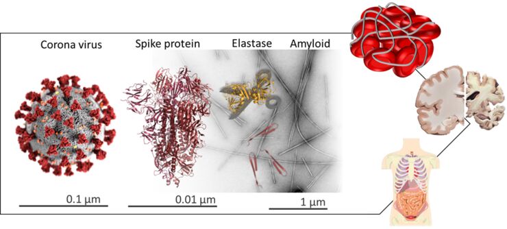 schematic image of the SARS-CoV-2 virus covered by Spike proteins enabling infection of the host cells. 