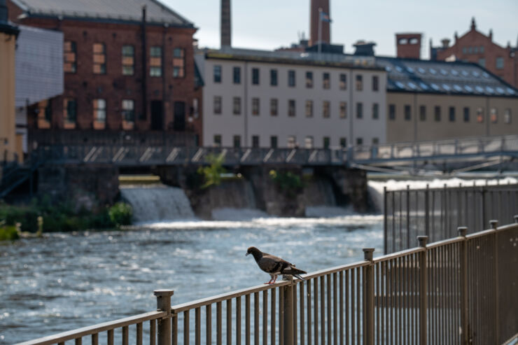 Bird on a fence. Water and blurred buildings in the background.