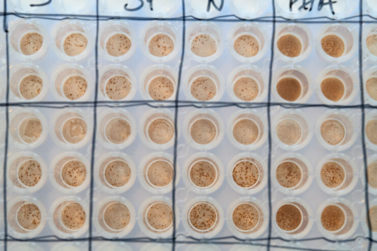 Cell culture plate with brown spots.