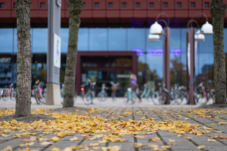 höstlöv på marken framför stdenthuset på campus valla