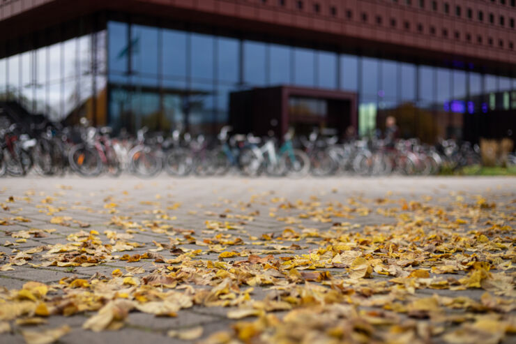 Yellow autumn leaves on the ground in front of  the Student building, Campus Valla. 