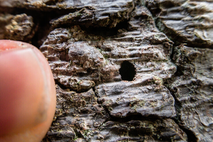 Picture of damage from the bark beetle.