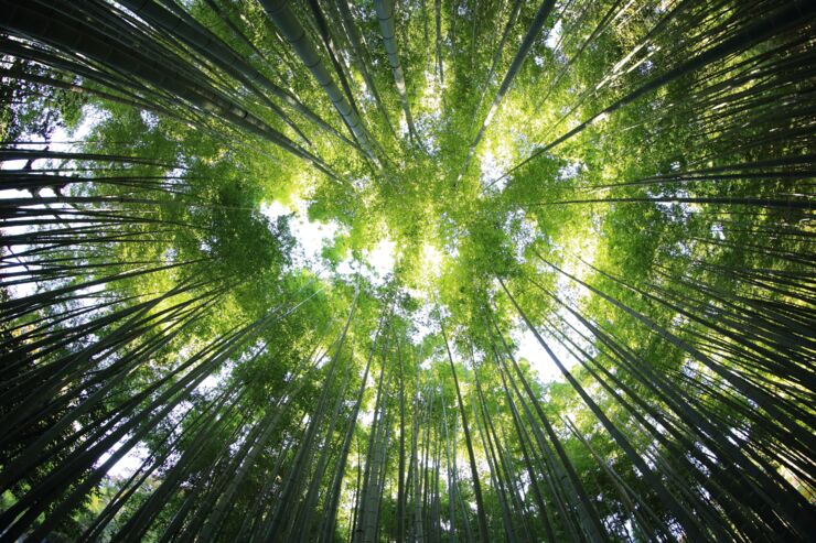 Worms eye view of forest in day.