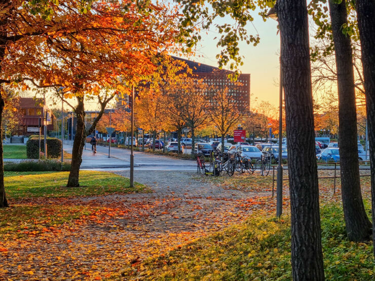 Autumn picture from Campus Valla and Studenthuset.