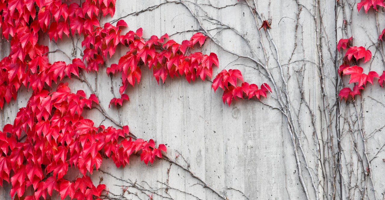 Höst bild från Campus Valla. Vägg med växt som har röda blad.