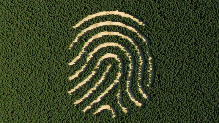 Deforestation in the shape of a human fingerprint