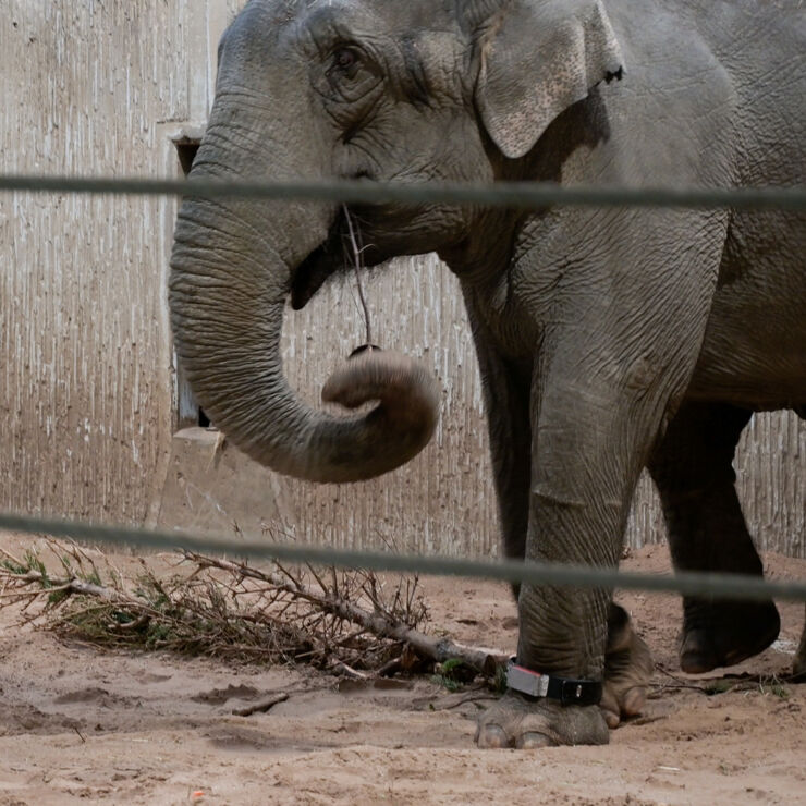 Elephant with fitbit