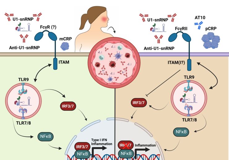 Graphical Abstract.