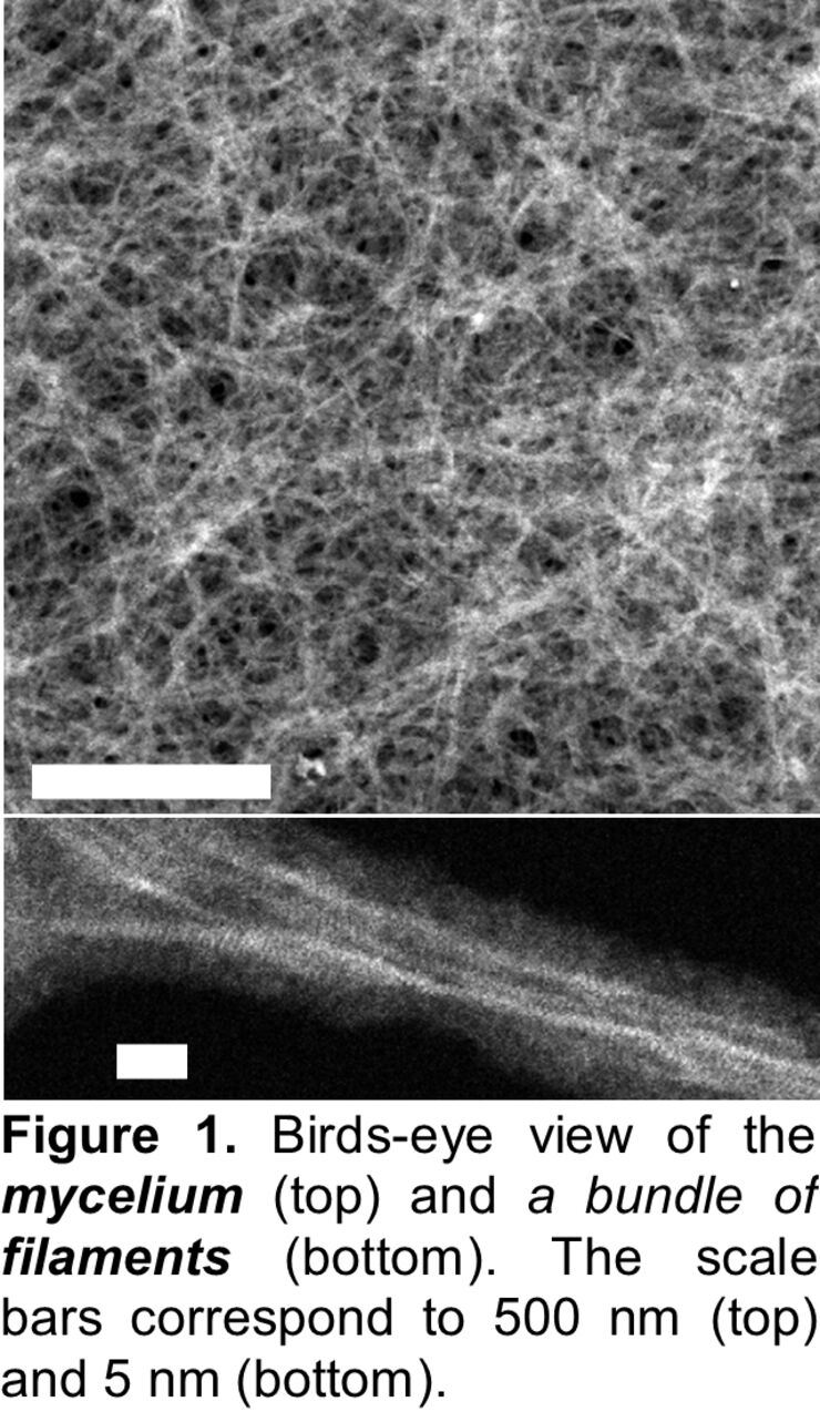 An inorganic mycelium at the nanoscale