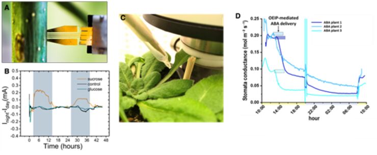 Figure 1: A. OECT sugar sensors inserted in the stem of Hybrid Aspen tree. B. Real-time response of sucrose sensor, glucose sensors, and control device for 48h in xylem tissue. C. OEIP inserted in Arabidopsis leaf petiole for in-vivo ABA delivery while LICOR is monitoring the stomatal conductance. D. Stomatal conductance of plants before and after OEIP-mediated ABA delivery