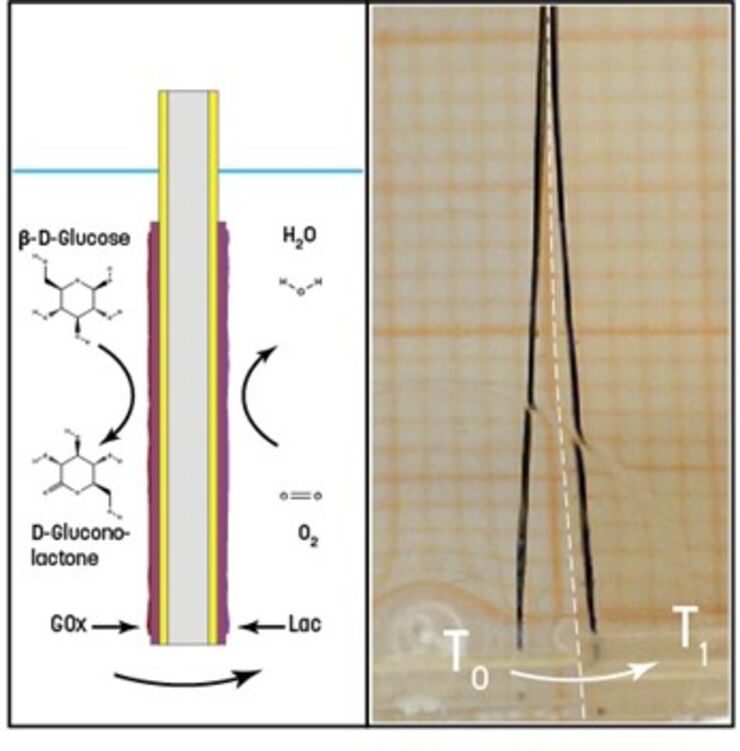 Schematic of the enzyme embedded CP actuator (left) and a photo of the resulting movement of the CP actuator powered by glucose and O2 only (right).