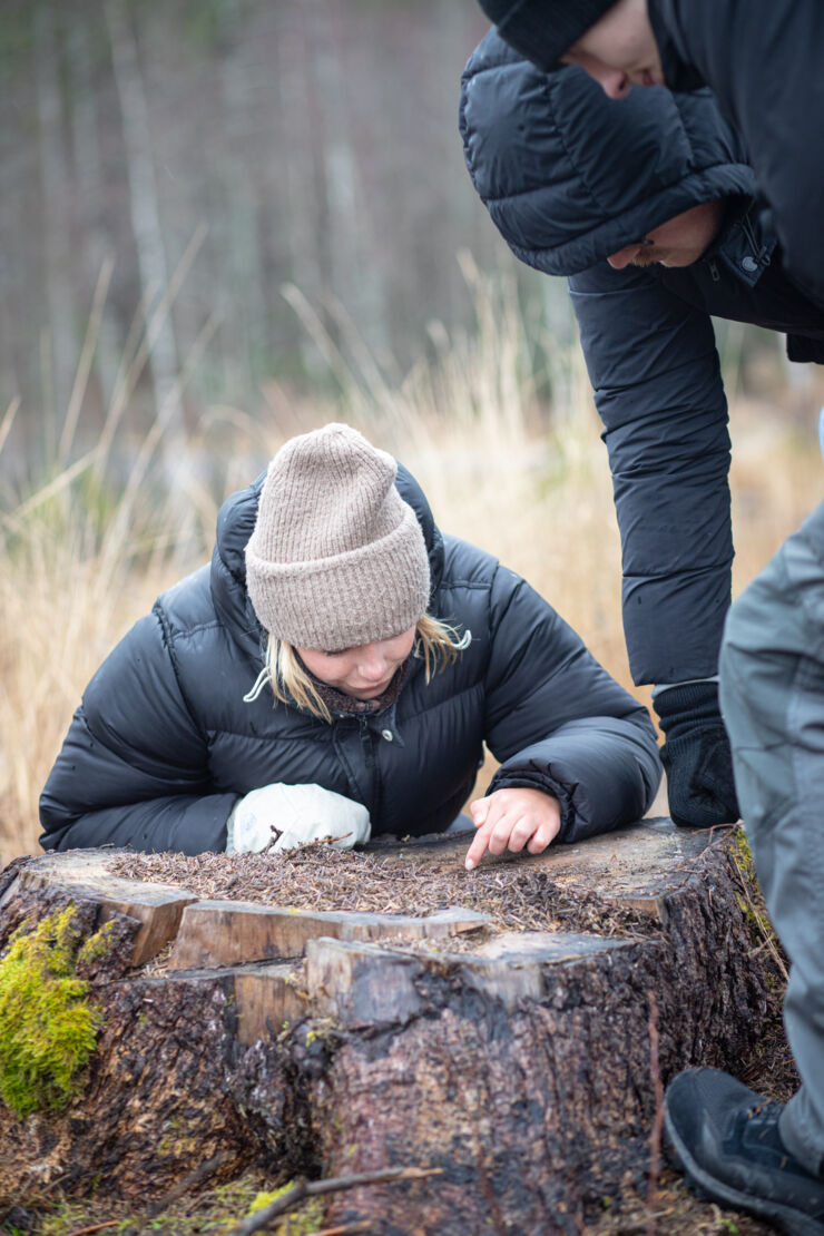 En person sitter vid en stubbe.