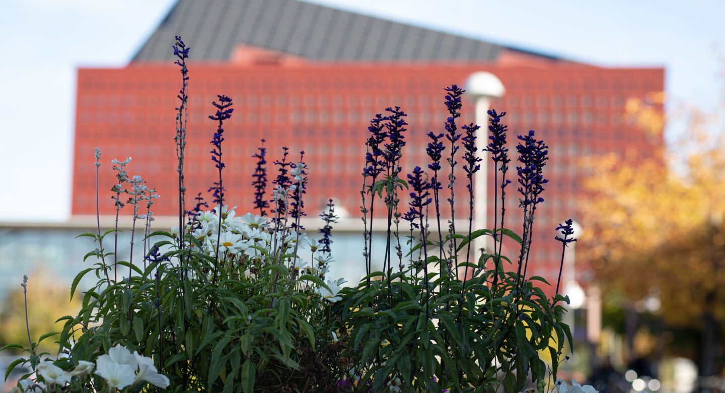 Summer flowers in the foreground and Studenthuset in the background