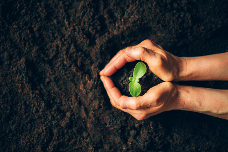 Planta i jord med händer runt.