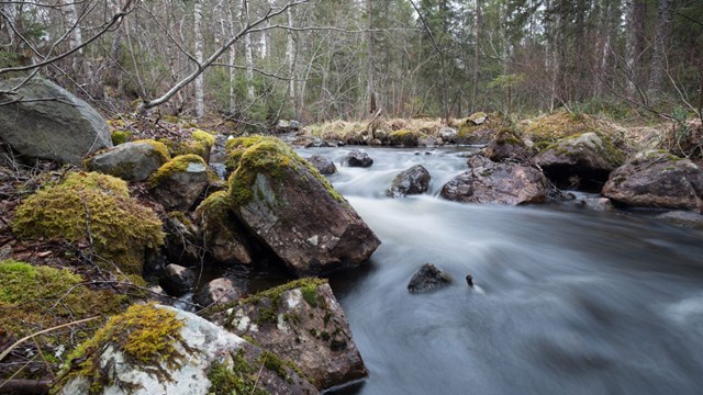 Stream flowing through forest.