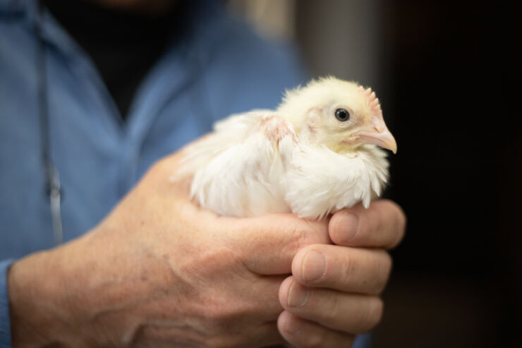 Chicken held between two hands.