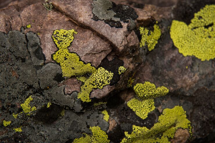 Yellow lichen on a rock