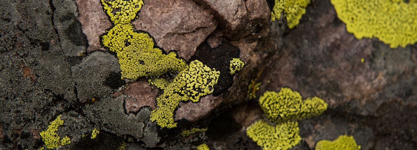 Yellow lichen on a rock