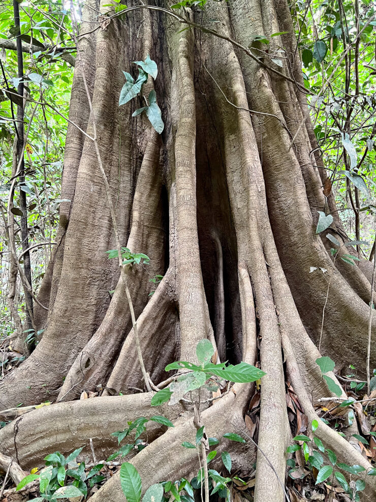 A tree in the djungle.