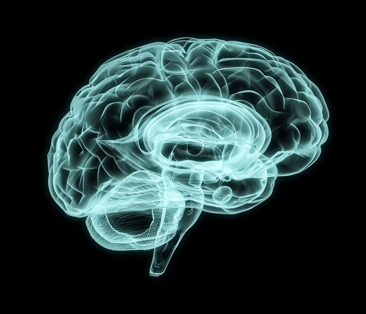 illustration av en hjärna