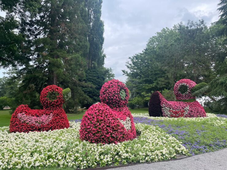 Bushes cut into the shape of ducks.