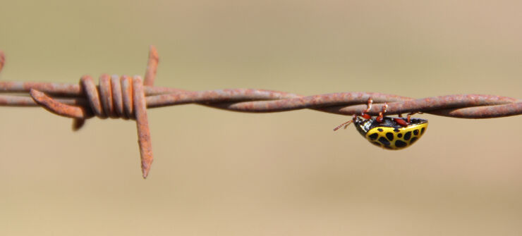 A ladybird on rusty barbed wire.