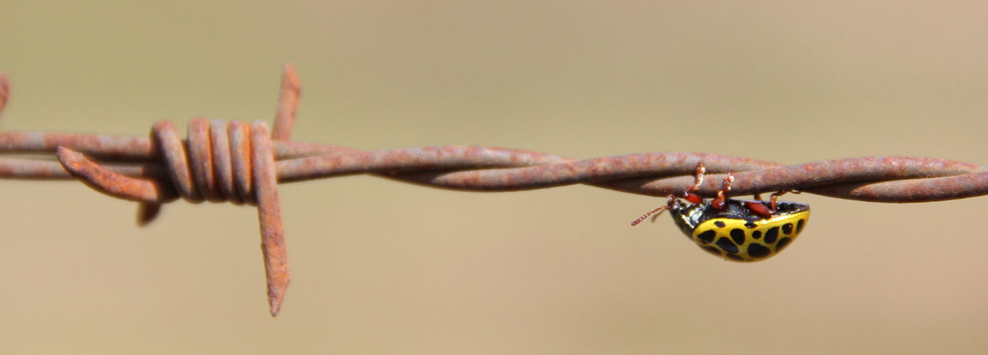 A ladybird on rusty barbed wire.