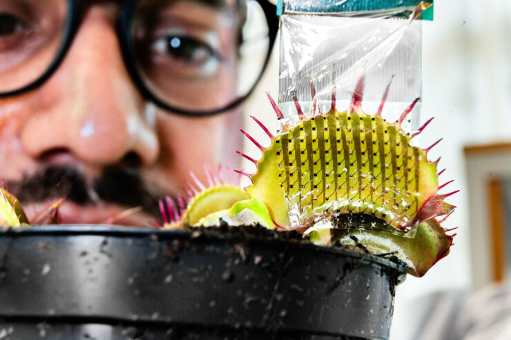 Abdul Manan Dar examines the venus fly trap.