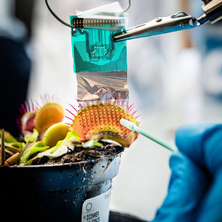 Venus fly trap with measuring device.