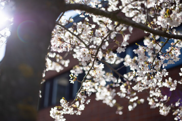 Cherry blossom.