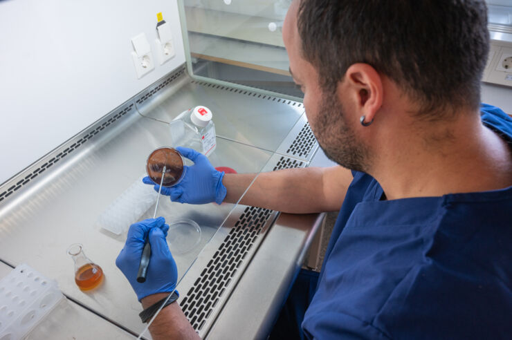 man working with bacteria culture in laboratory.