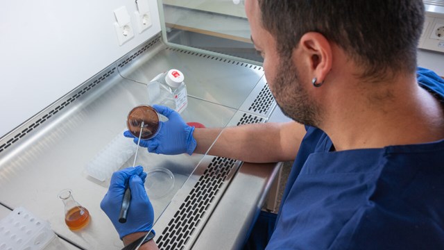 man working with bacteria culture in laboratory.