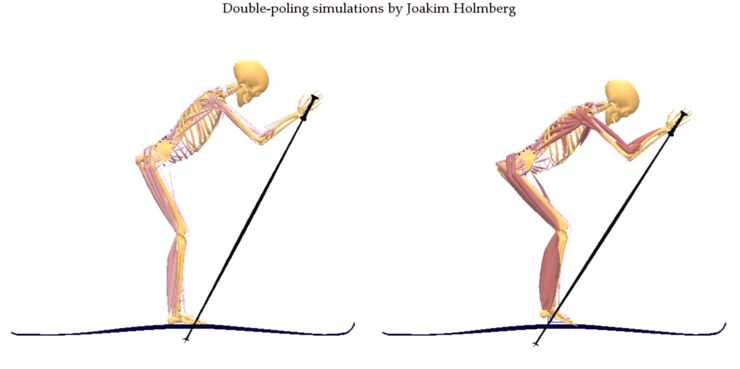 Simuleringsmodell av två olika typer av skidtekniker. Med muskuloskeletär modellering kan forskarna visa hur olika muskler aktiveras.