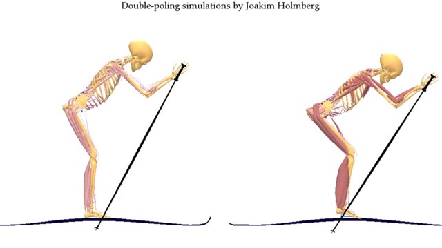 Simuleringsmodell av två olika typer av skidtekniker. Med muskuloskeletär modellering kan forskarna visa hur olika muskler aktiveras.