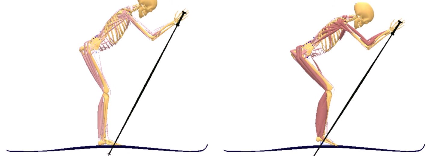 Simulation model of two different types of skiing techniques. With musculoskeletal modeling, the researchers can show how different muscles are activated.