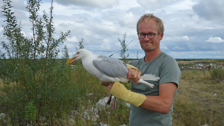 En forskare sätter dit en GPS-sändare på en vittrut.