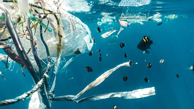 Plastföroreningar och ungfisk