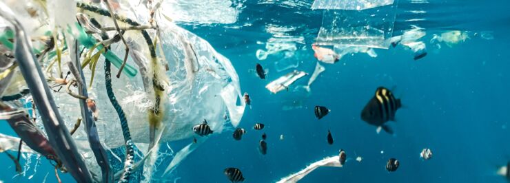 Plastic pollution and juvenile fish