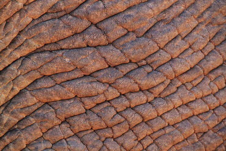 A close-up of elephant skin.