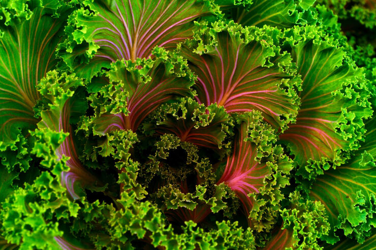 A close-up of a plant.