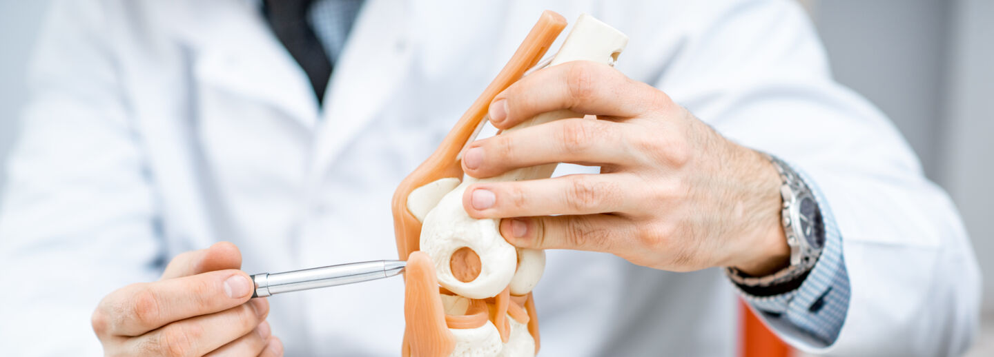 En ortoped som pekar på en modell av ett knä.