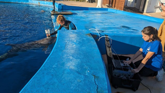 a trainer stands on the edge of a dolphin pool measuring exhaled air, a researcher works on a computer at the pool edge