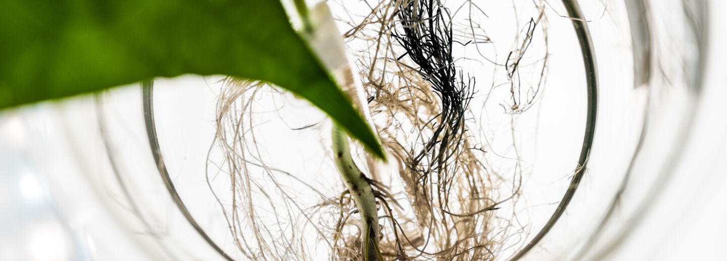 Electronic plants
