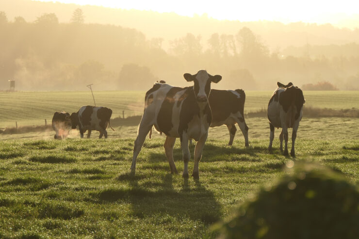 Cows in a field.