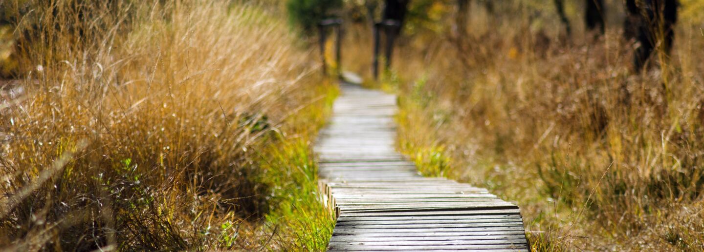 Wooden bridge