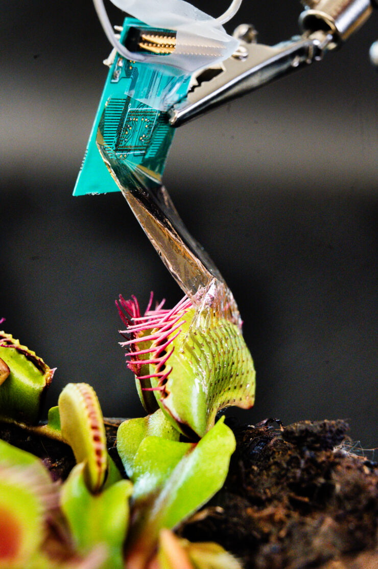 Deciphering the propagation of the action potential in the carnivorous plant Venus Fly Trap with conformable multielectrode arrays.