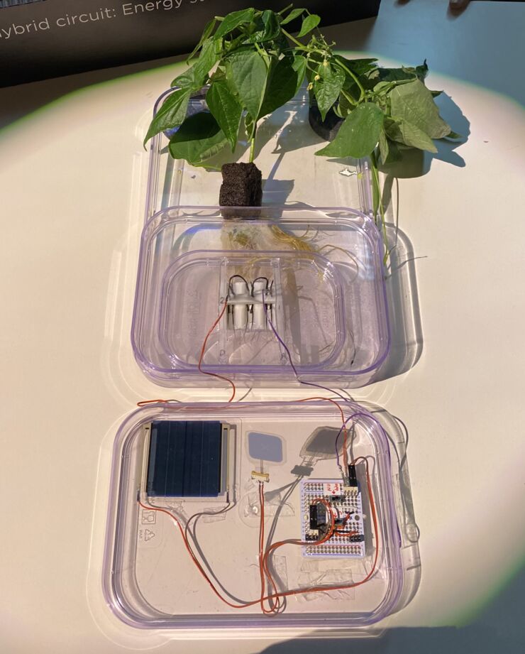 Root supercapacitors are charged by an organic photovoltaic and then power an electrochromic display.