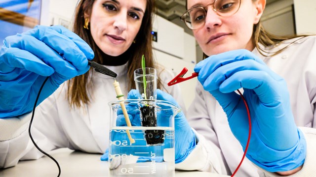 Två forskare i labbrock med handskar kopplar in sladdar till en bägare med vatten och en växt.
