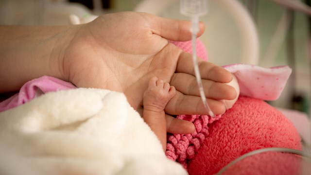 adult hand holding the hand of an extremely premature infant.