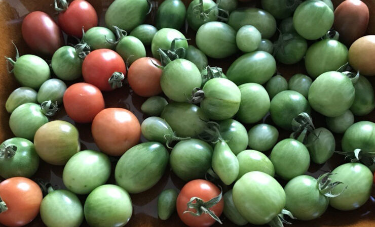 Gröna och röda tomater på ett fat